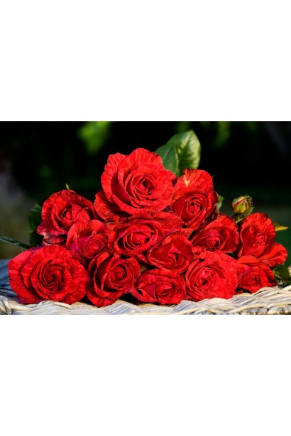 Троянда чайно-гібридна Ред Інтуішн